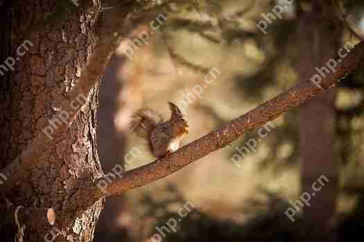 花生松鼠（pnut）突破了150天的下降趋势，目标是$ 1.7907