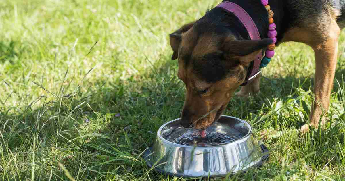 狗碗：兽医警告公共卫生风险